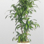 Dracaena - Corn Plant