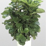 Ficus - Fiddle-Leaf Fig