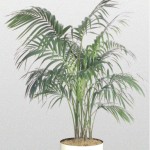 Forsteriana - Palm Kentia