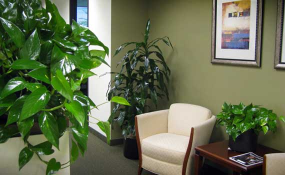 Office Plants