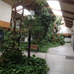 Atrium & Custom Planters