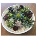 Succulent bowls