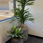 American Sound Goldstar Chinese Picture