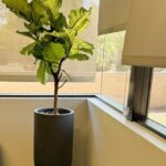 American Sound Fiddle Office Picture