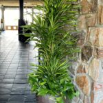 Sanctuary Goldstar - Pothos Entrance Picture