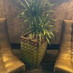 Sanctuary Short Goldstar by Chairs Picture