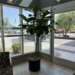 Encore Mesa Entrance - After with Fiddle Leaf Ficus
