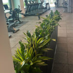 Array Planter in Gym